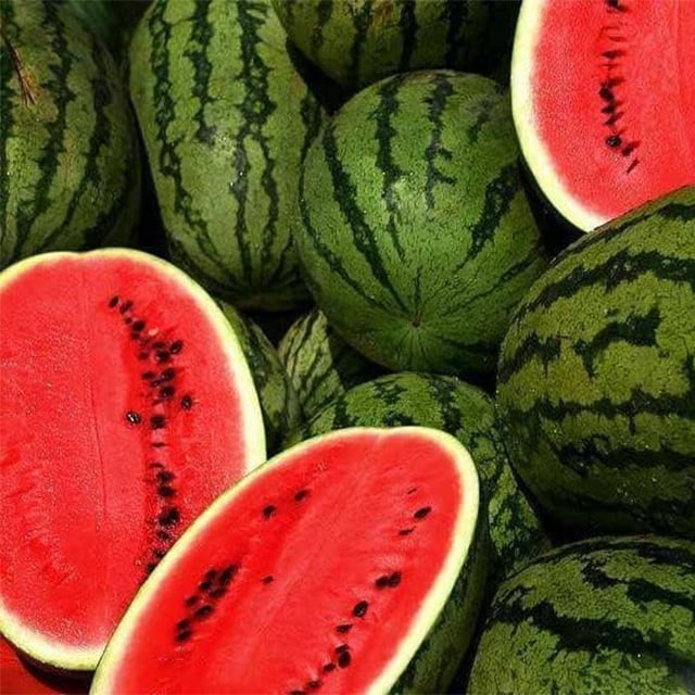 🍉Ruby Watermelon Pot Seeds🌱✨ - Image 5