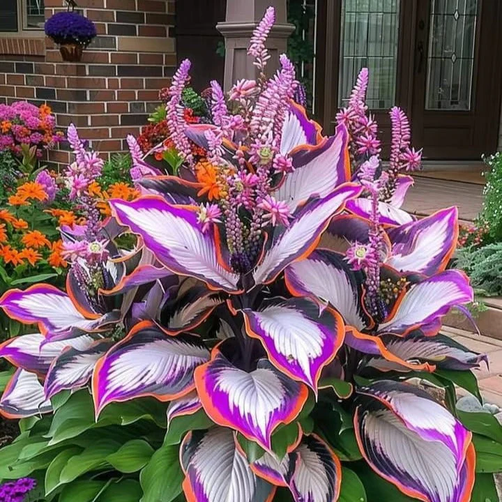 Sonderangebot 2026！Seltene Hosta-Samen！ - Image 3