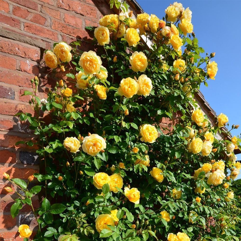 [3 days germination]🌺Climbing Rose Seeds - Image 12