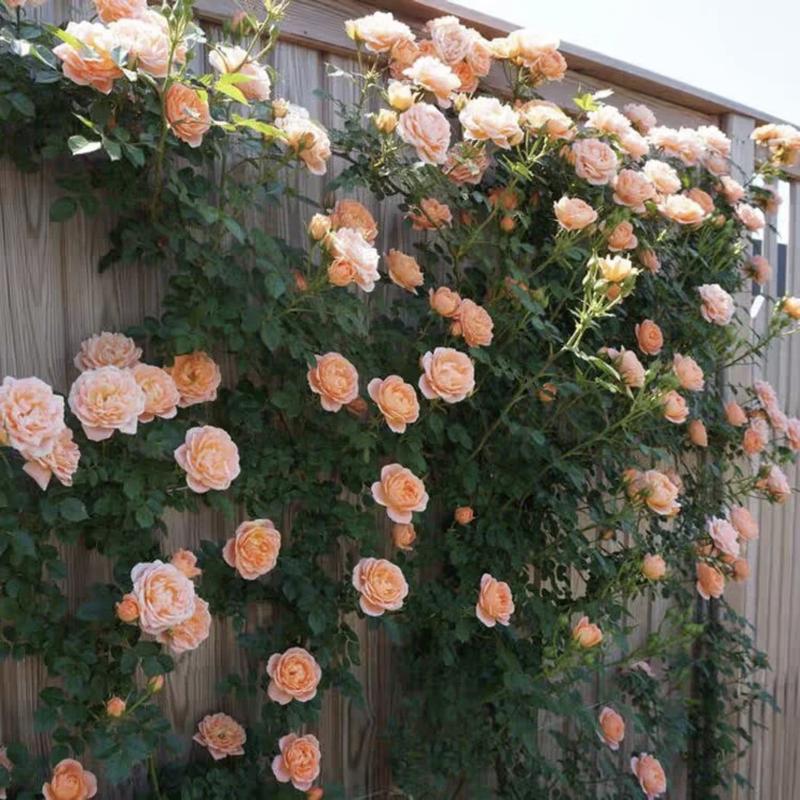 [3 days germination]🌺Climbing Rose Seeds - Image 16