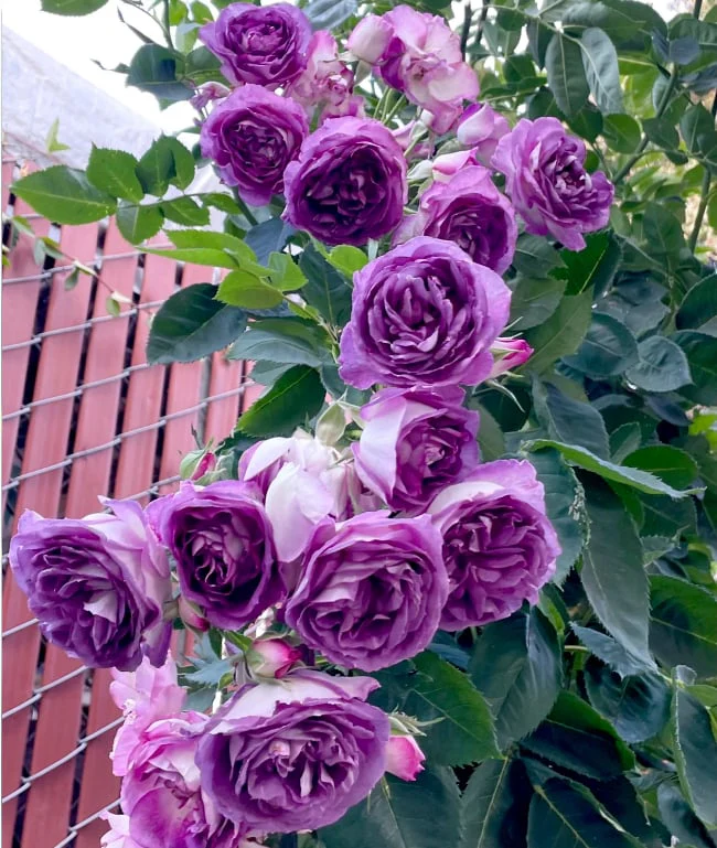[3 days germination]🌺Climbing Rose Seeds - Image 5