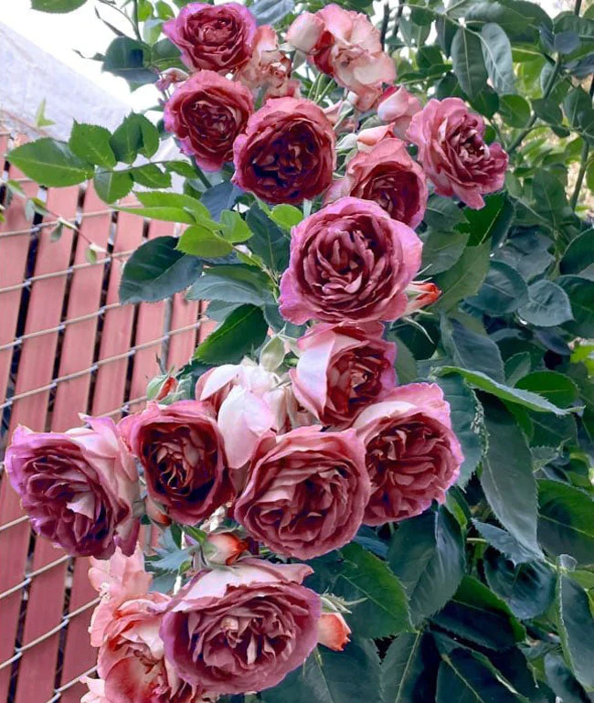 [3 days germination]🌺Climbing Rose Seeds - Image 6