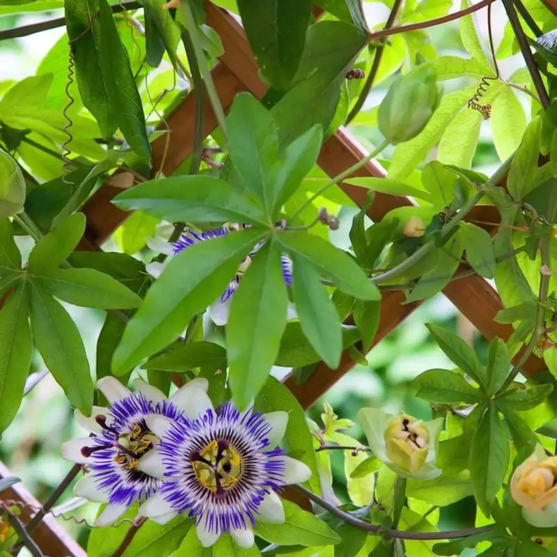 Exotic Passion Fruit Growing Kit - Image 3