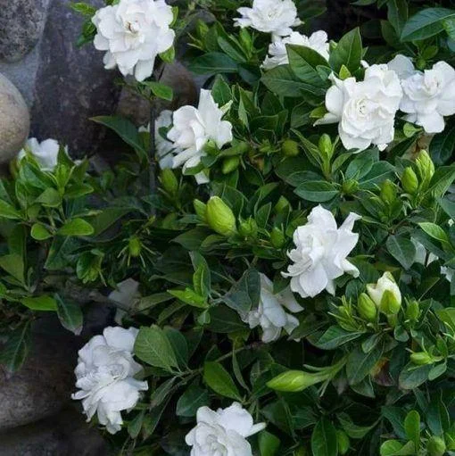 Jasmine Flower Seeds - Image 3