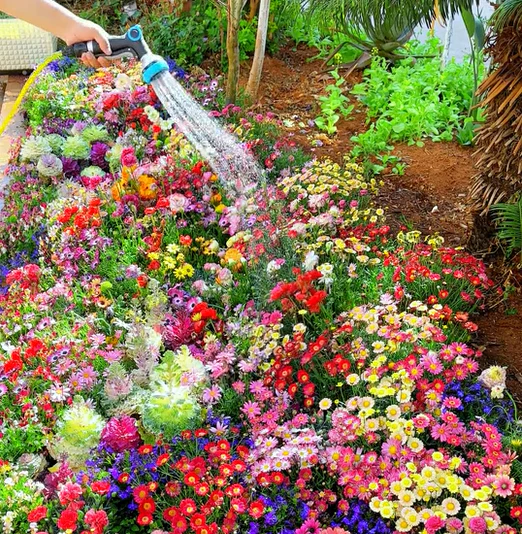 Mixed Perennial Flowers Seeds-Over 60 kinds mixed🔥 - Image 7