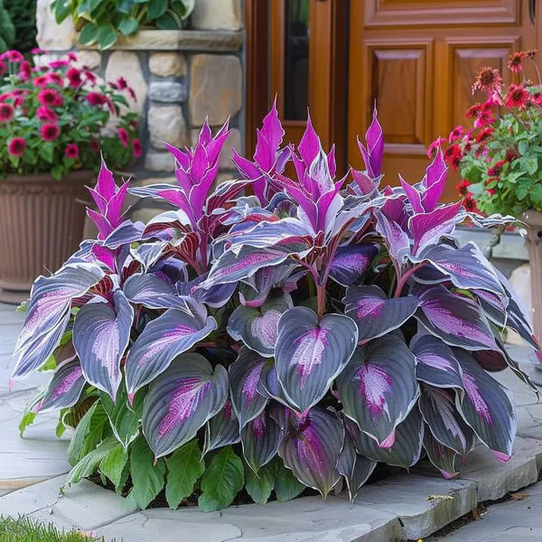🔥Premium Rare Hosta Seeds🌿Shade-Tolerant Plant - Image 8