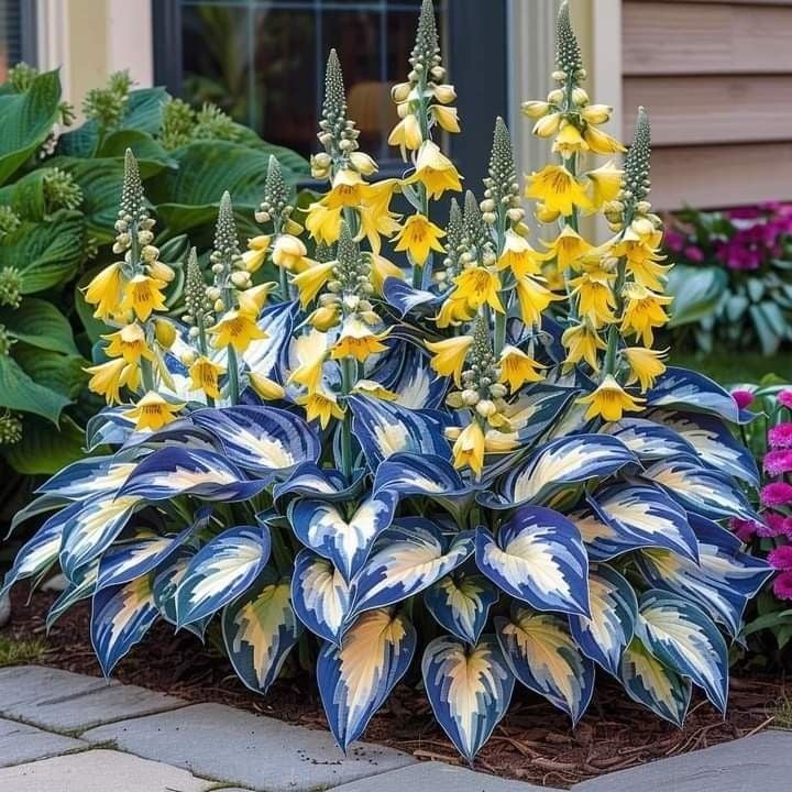 From Seed to Stunning – Hosta Magic 🌿Rare Hosta Seeds🌿 - Image 4