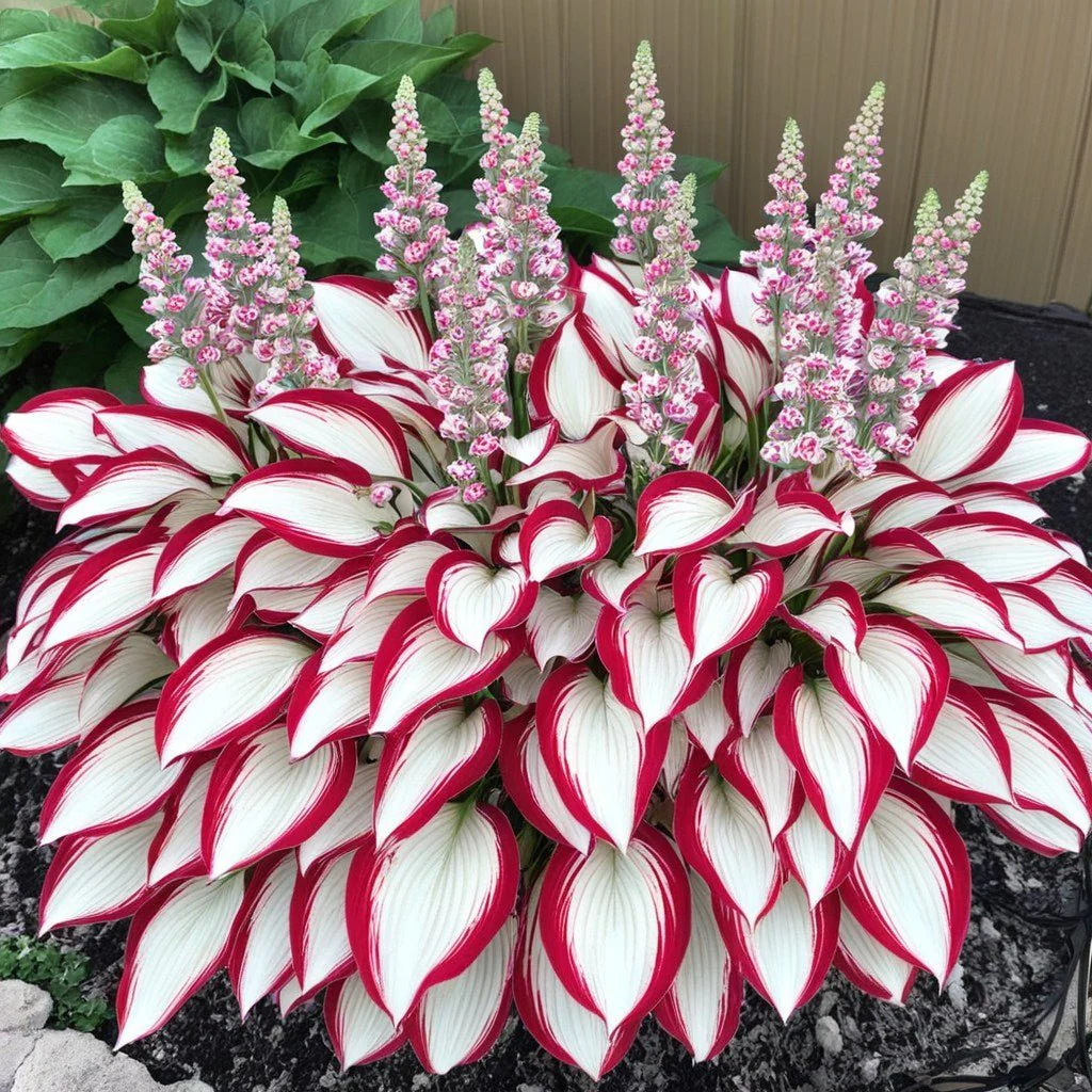 From Seed to Stunning – Hosta Magic 🌿Rare Hosta Seeds🌿 - Image 9