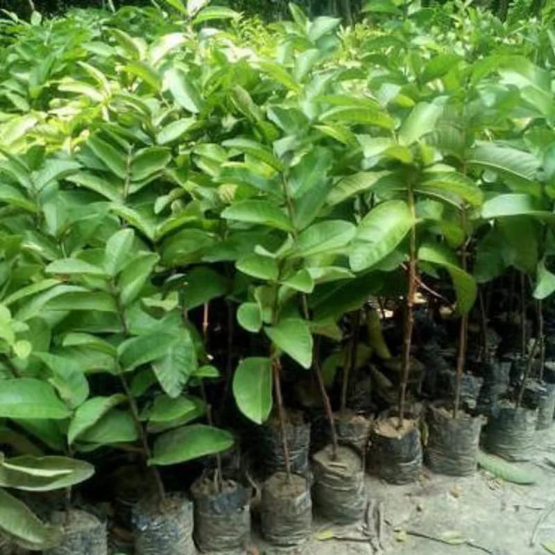 🍈Tropical Guava Growing Kit for Pots & Gardens - Image 5